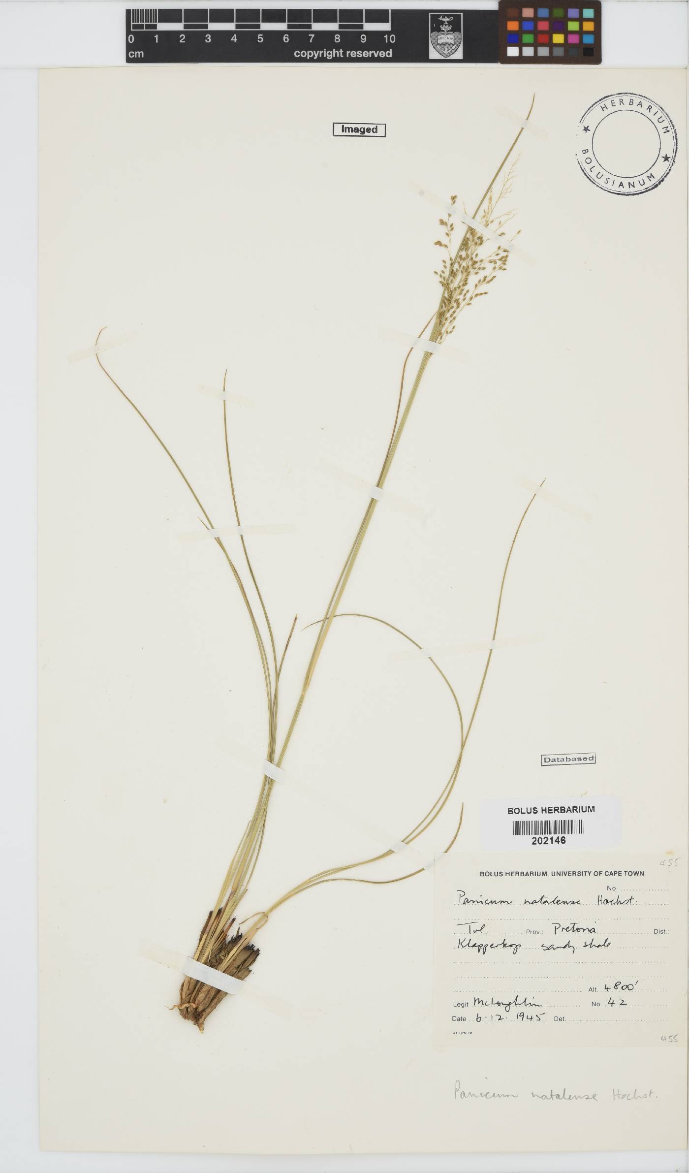 Panicum natalense image