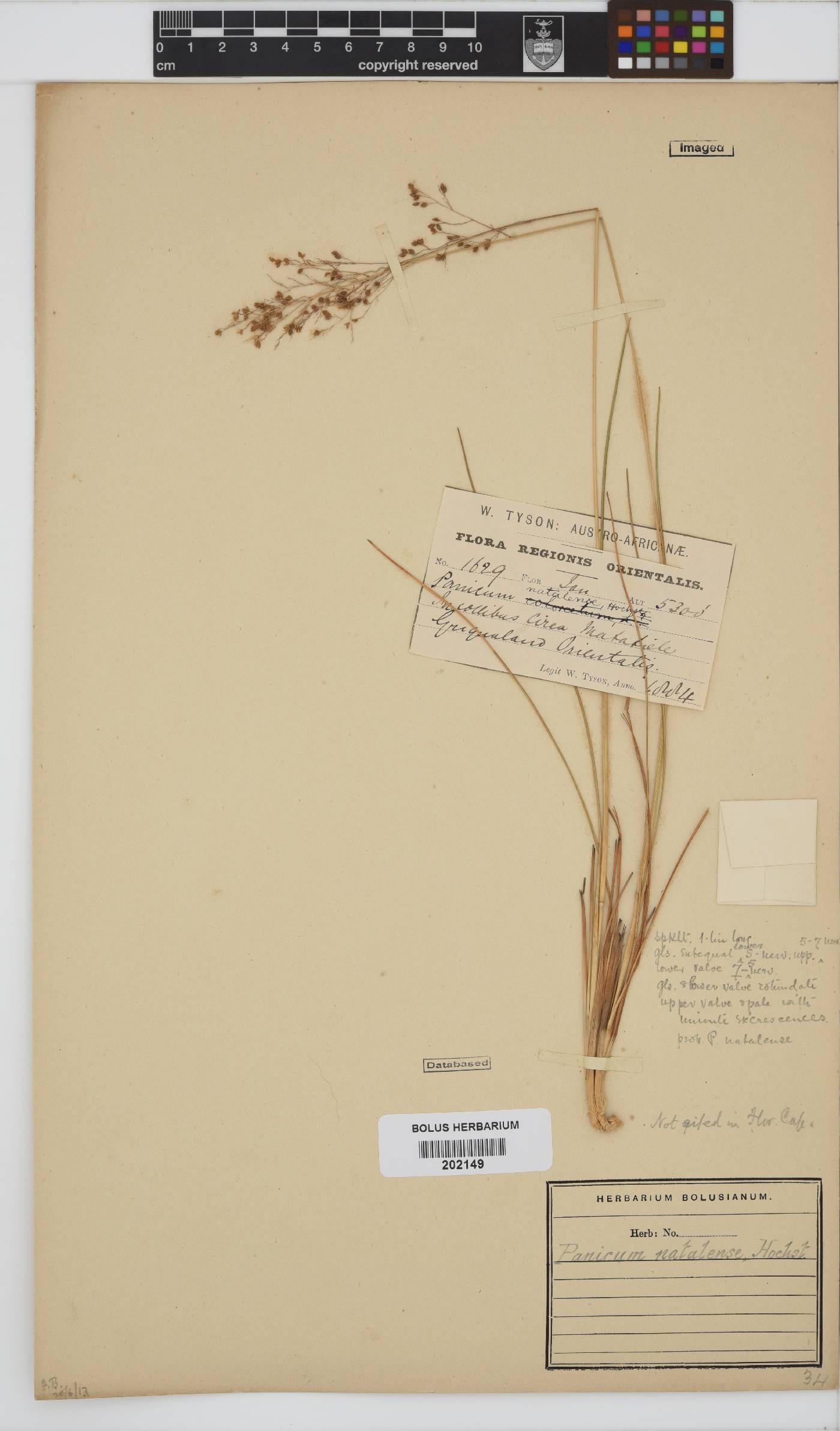 Panicum natalense image