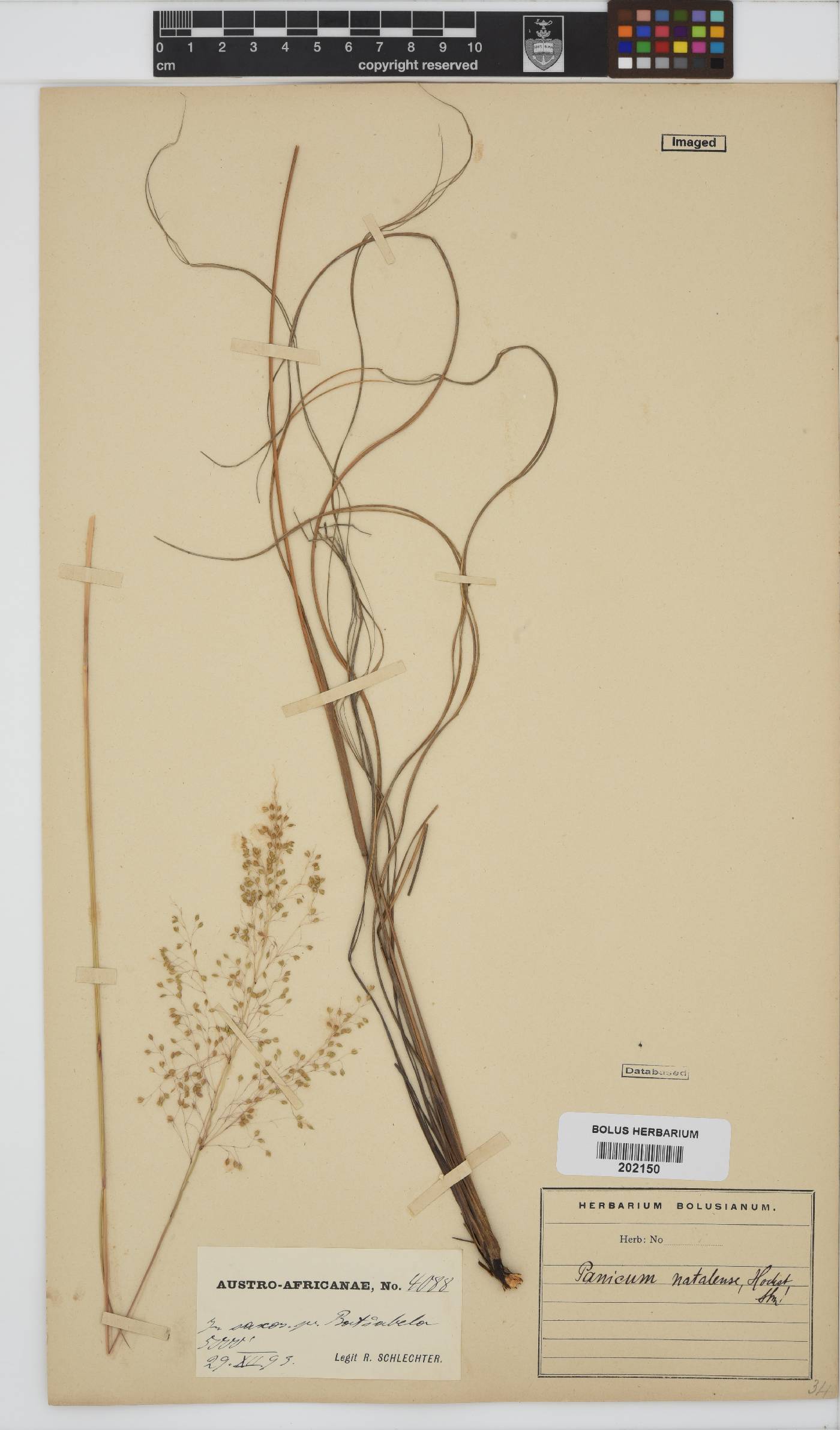 Panicum natalense image