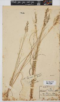 Panicum natalense image