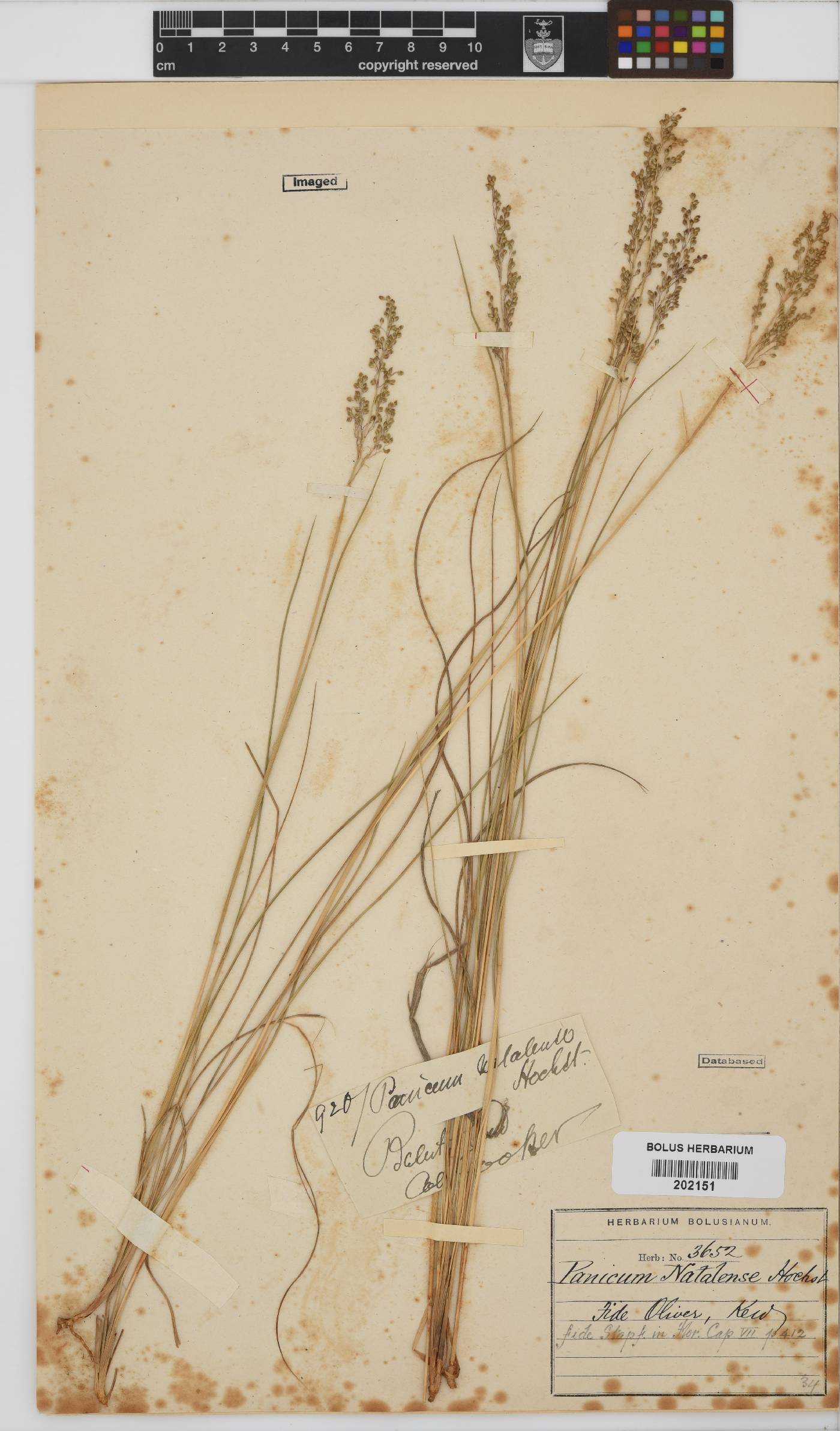Panicum natalense image