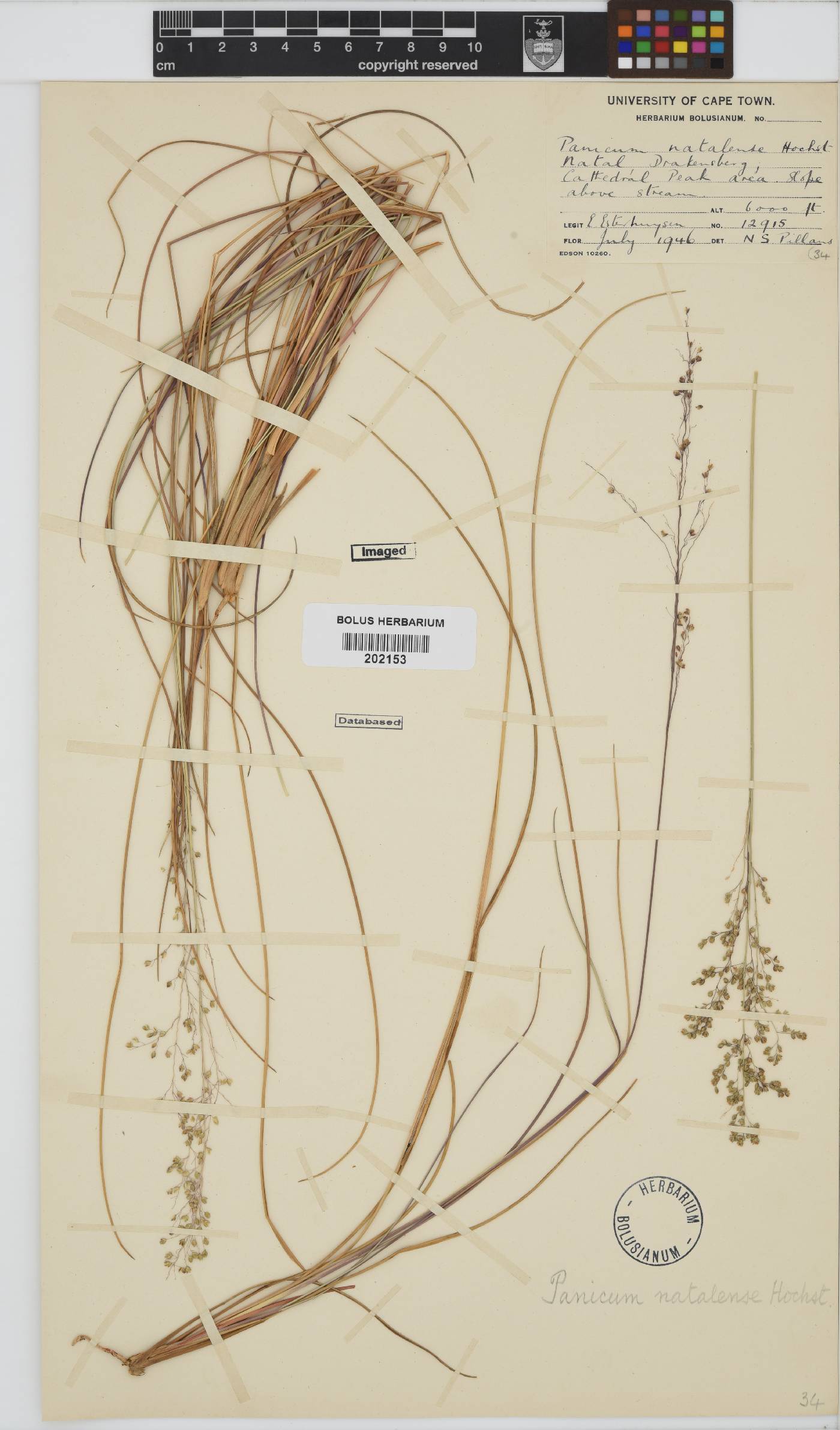 Panicum natalense image