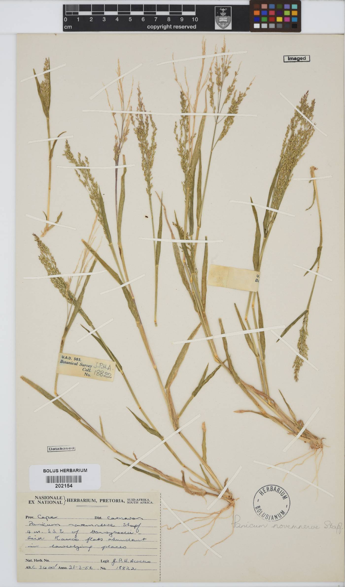 Panicum novemnerve image