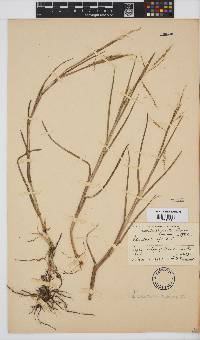 Panicum repens image