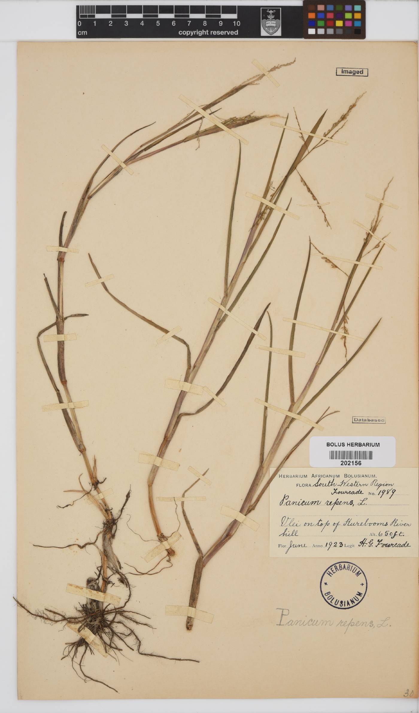 Panicum repens image