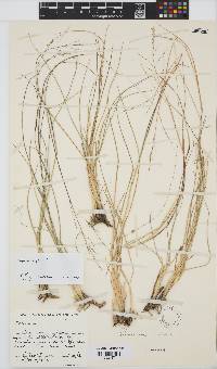 Panicum repens image