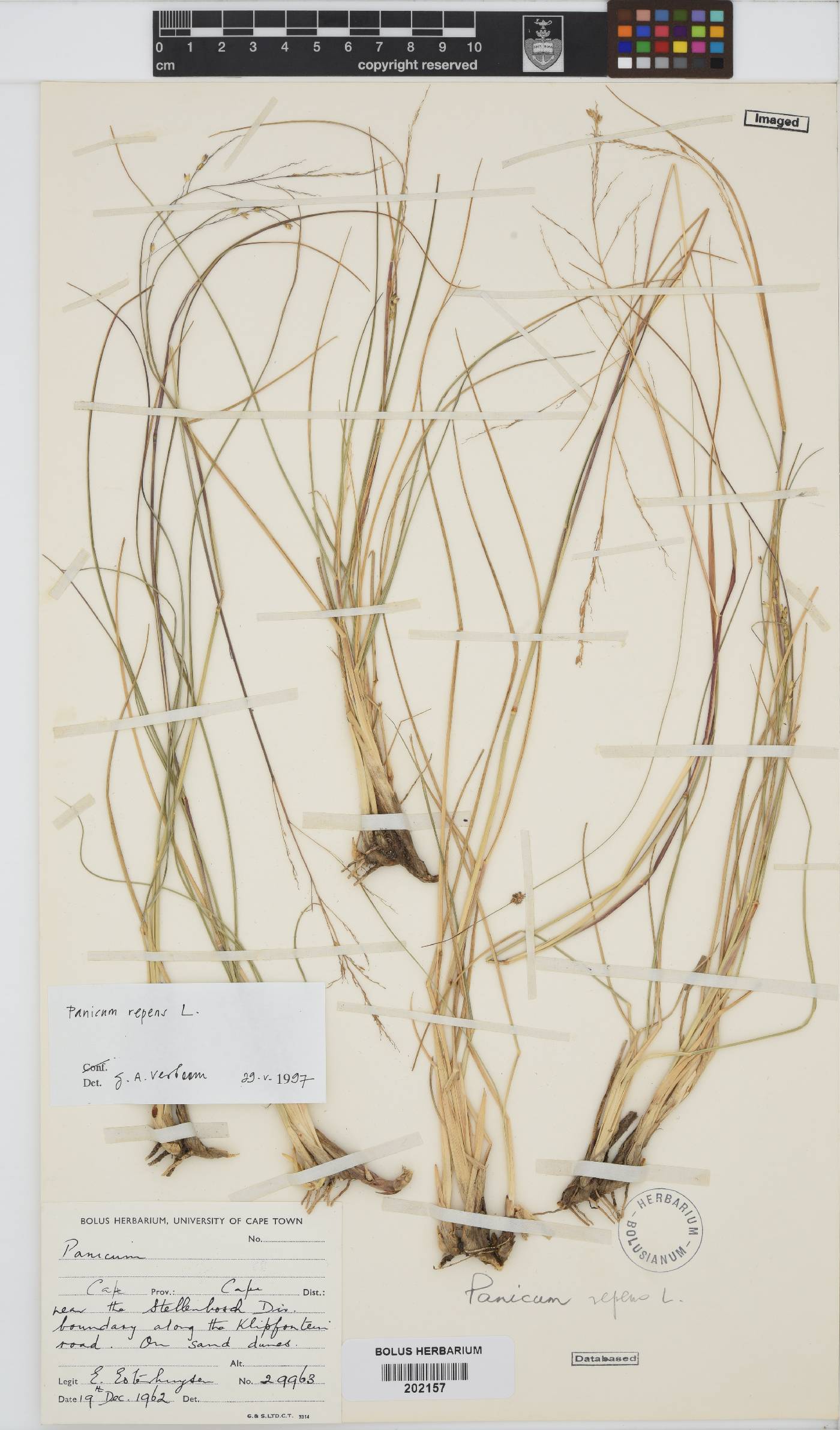 Panicum repens image