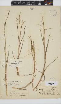 Panicum repens image