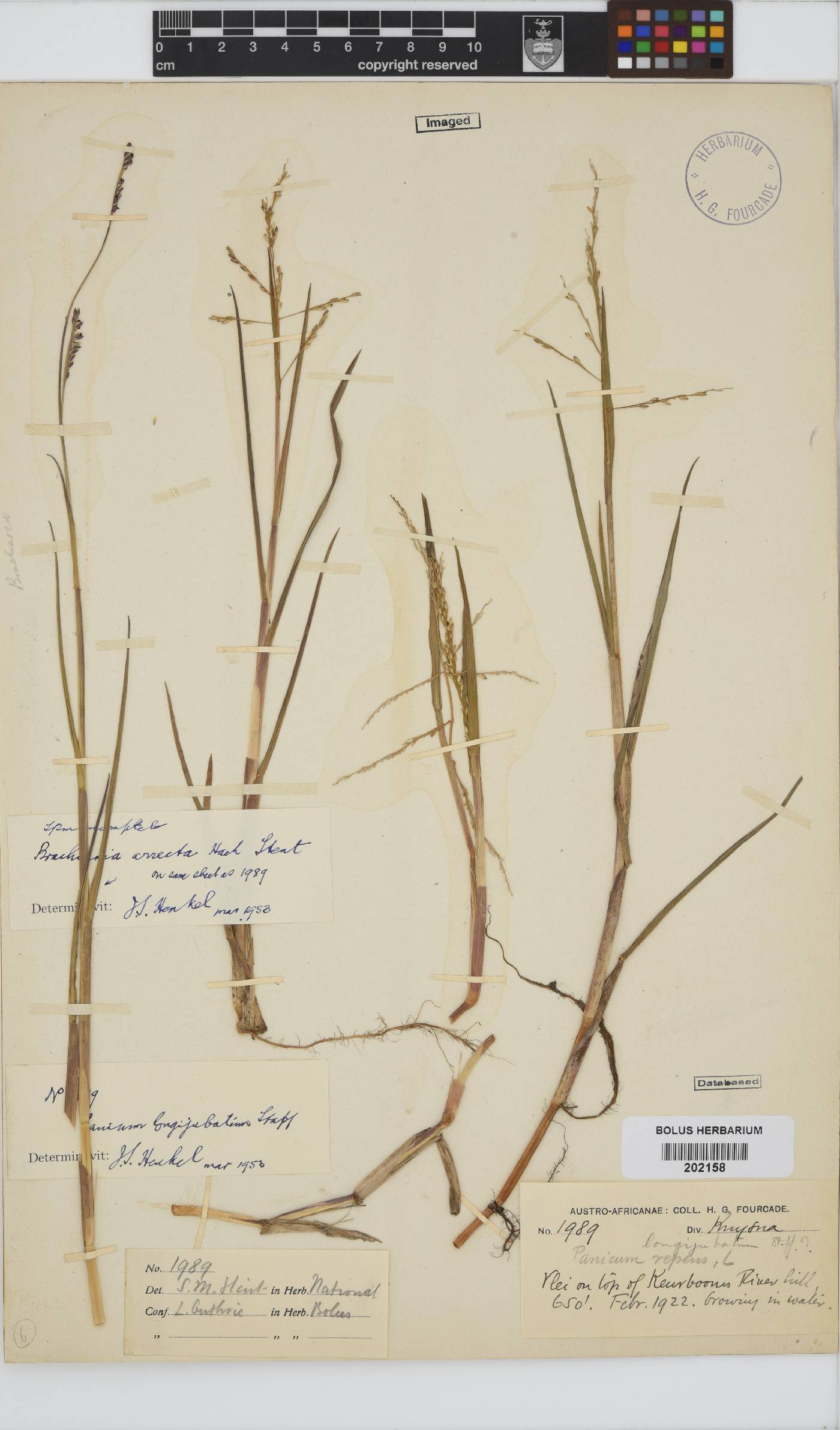 Panicum repens image