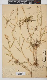 Panicum repens image