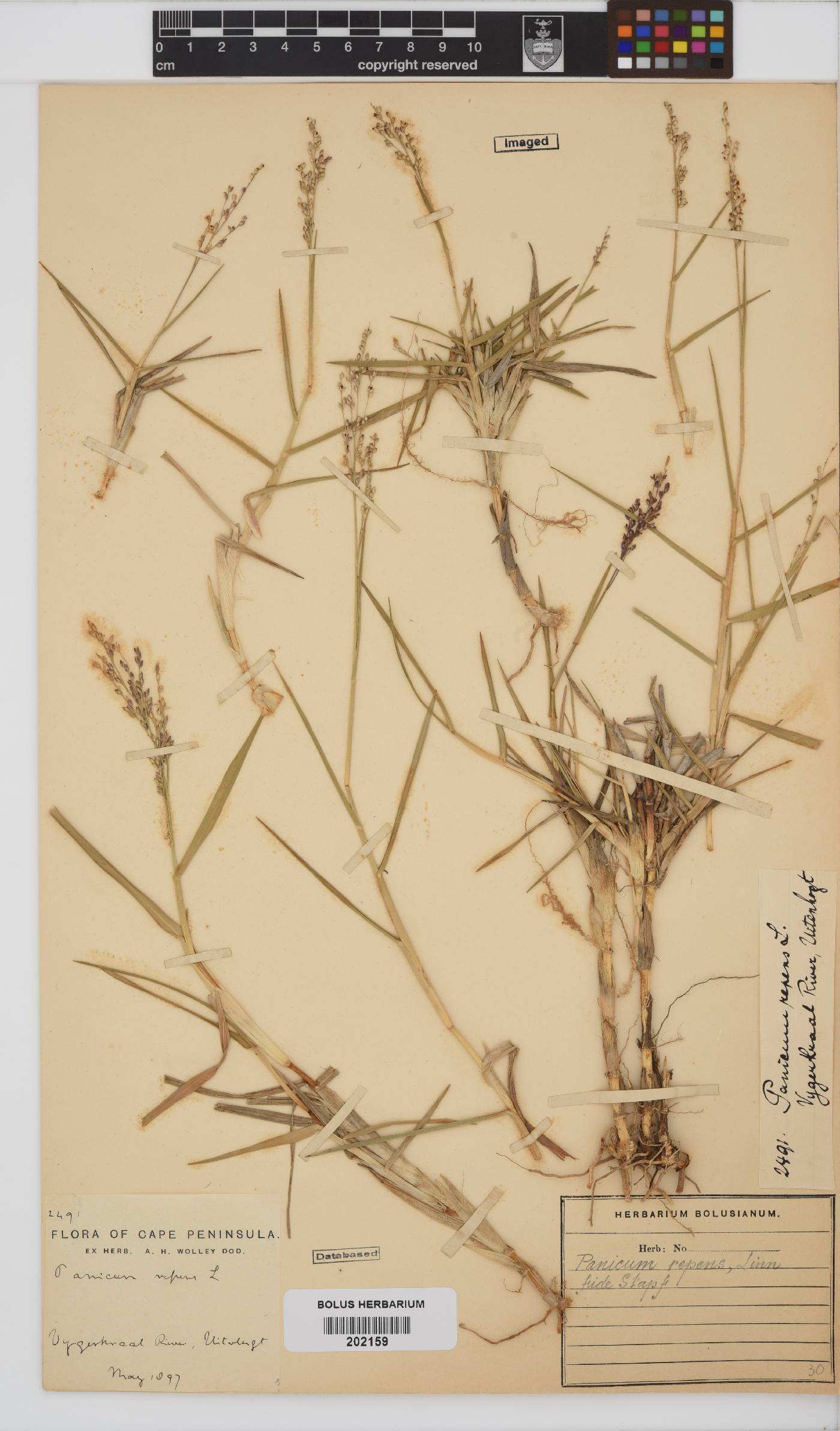 Panicum repens image