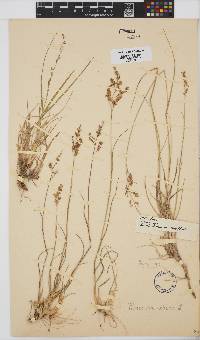 Panicum repens image