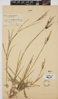 Panicum repens image