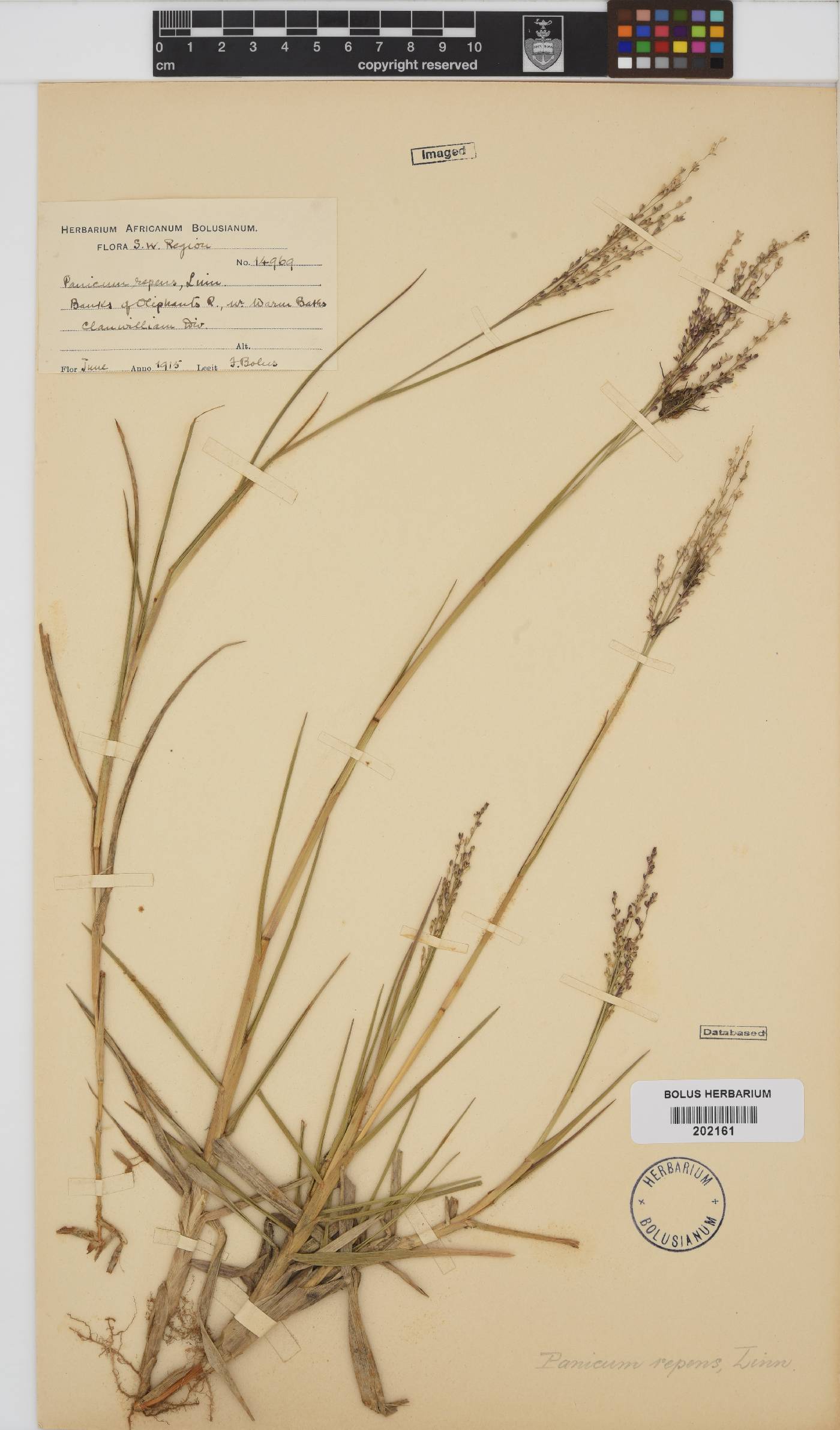 Panicum repens image