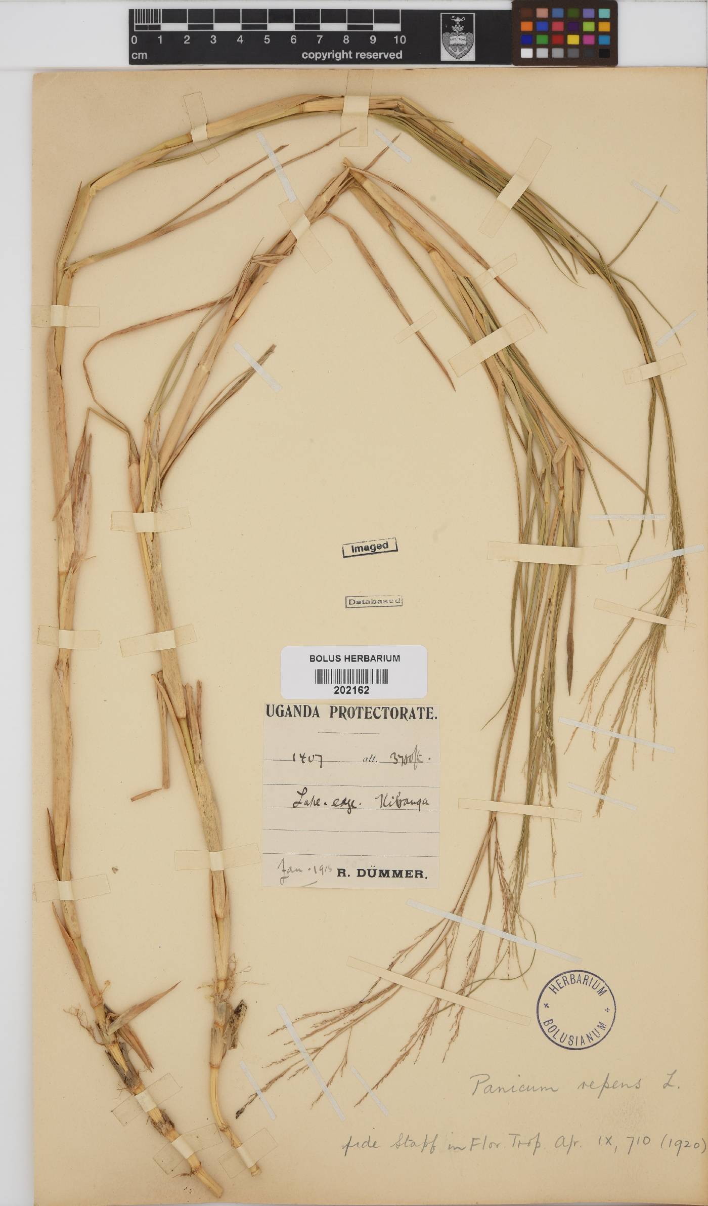 Panicum repens image