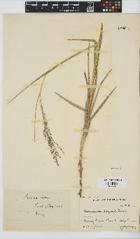 Panicum repens image