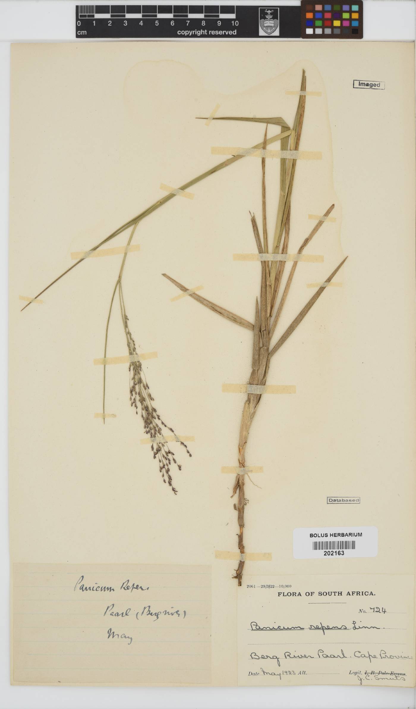 Panicum repens image