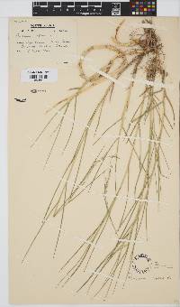 Panicum repens image