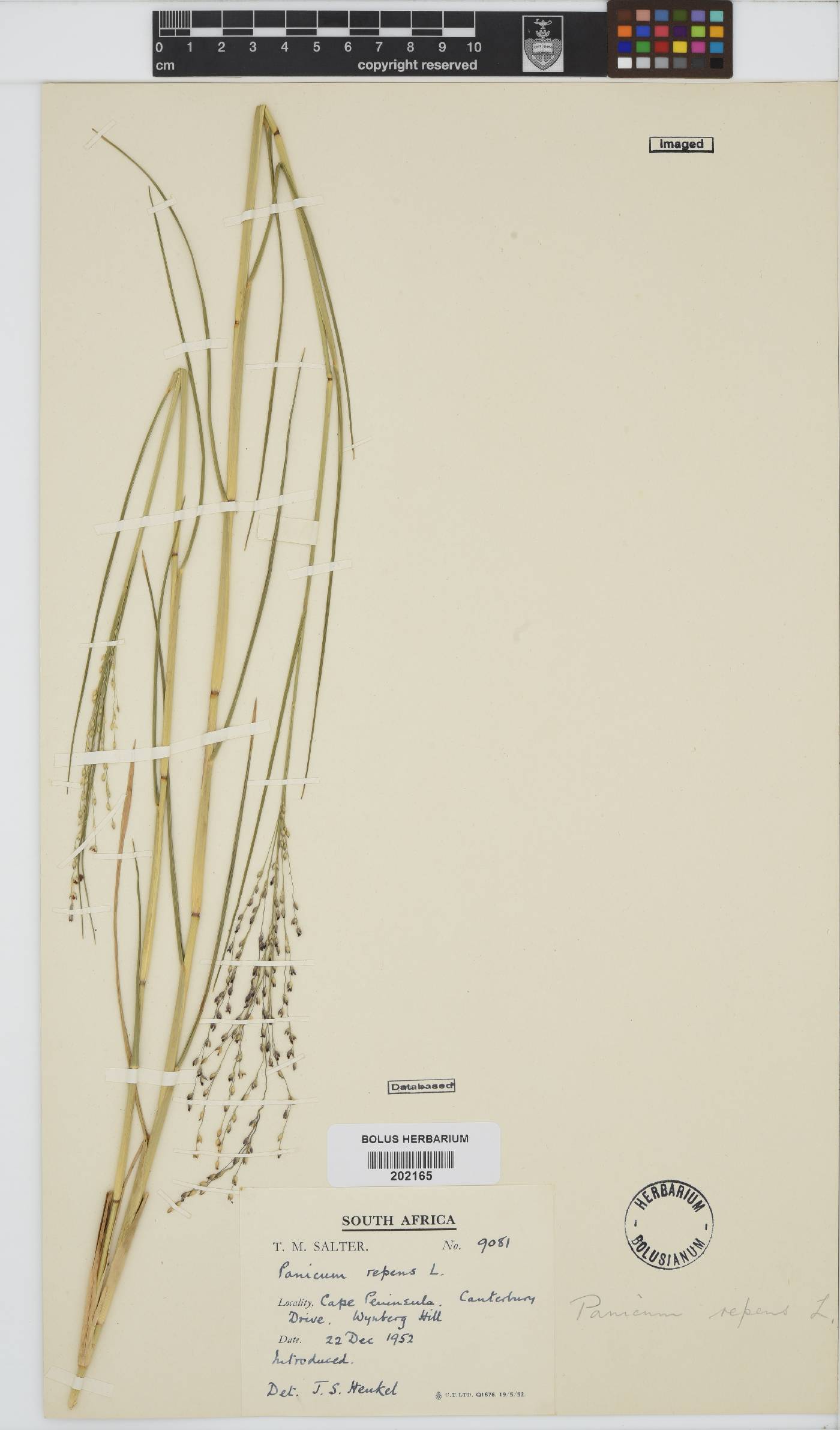 Panicum repens image