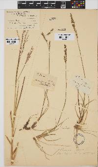 Panicum repens image