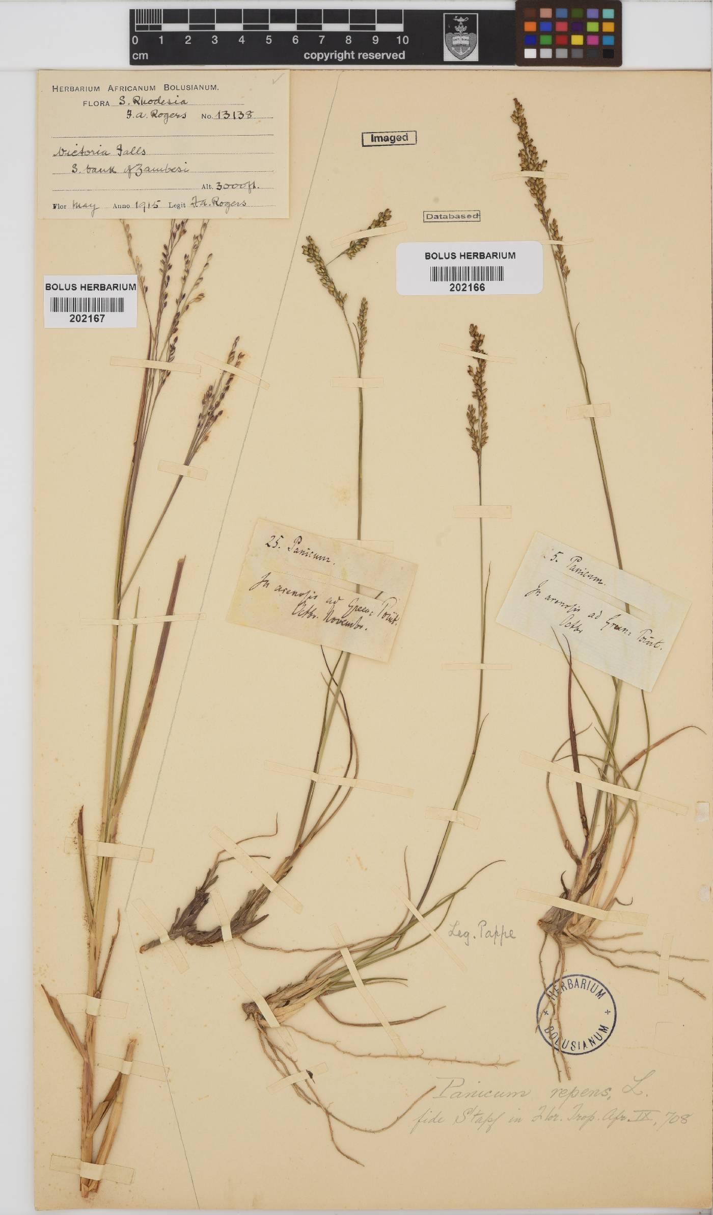 Panicum repens image