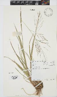 Panicum stapfianum image