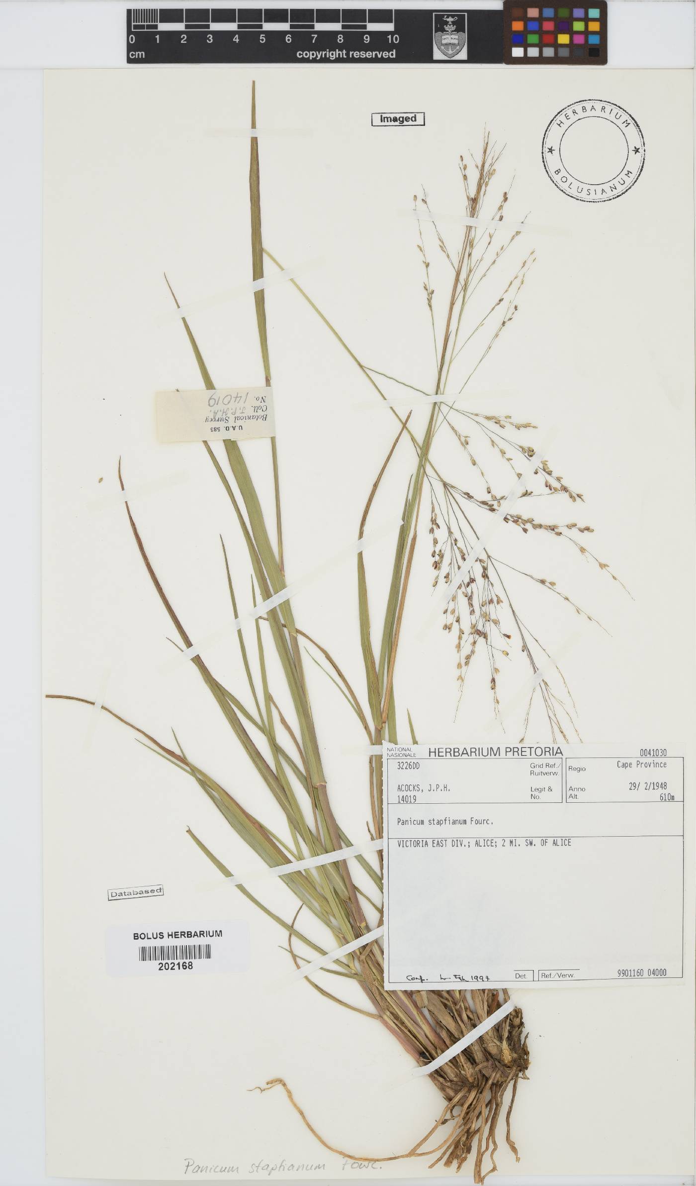Panicum image
