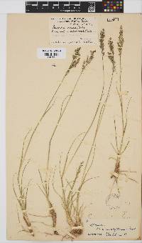 Panicum stapfianum image