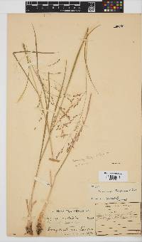 Panicum stapfianum image