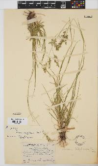 Panicum stapfianum image