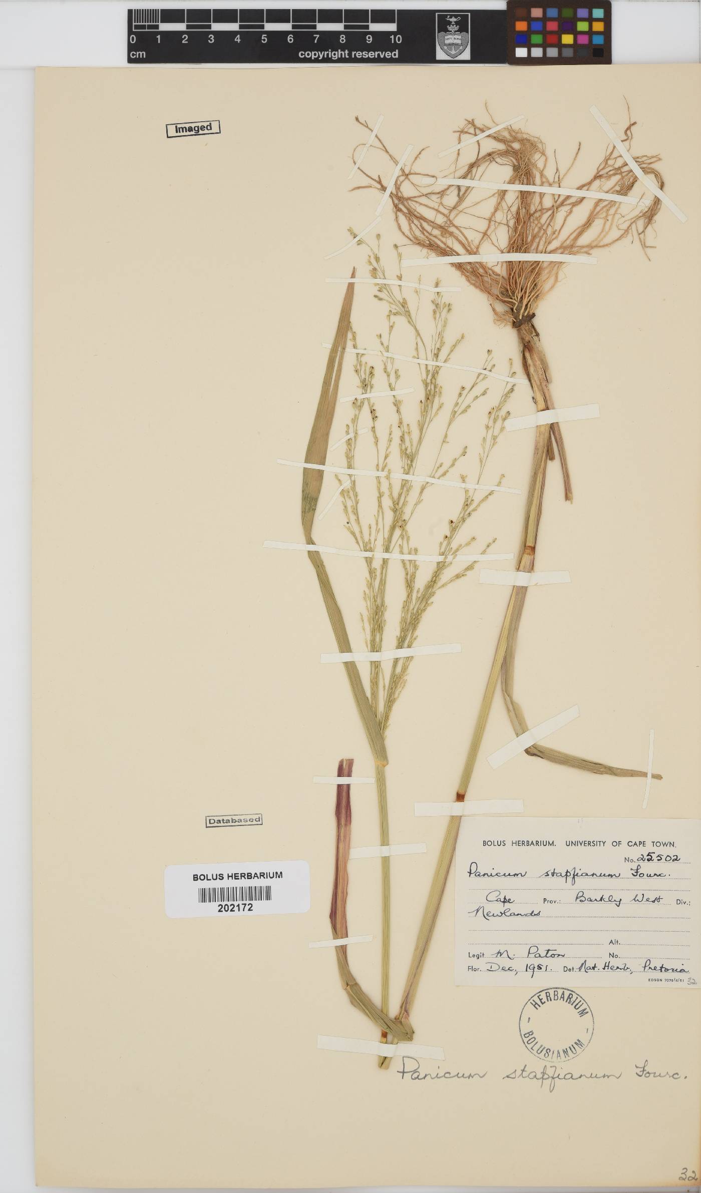 Panicum stapfianum image