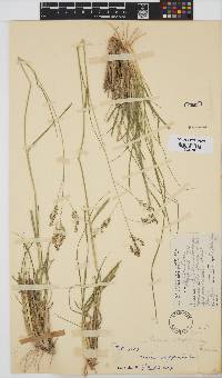 Panicum stapfianum image