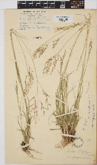 Panicum stapfianum image