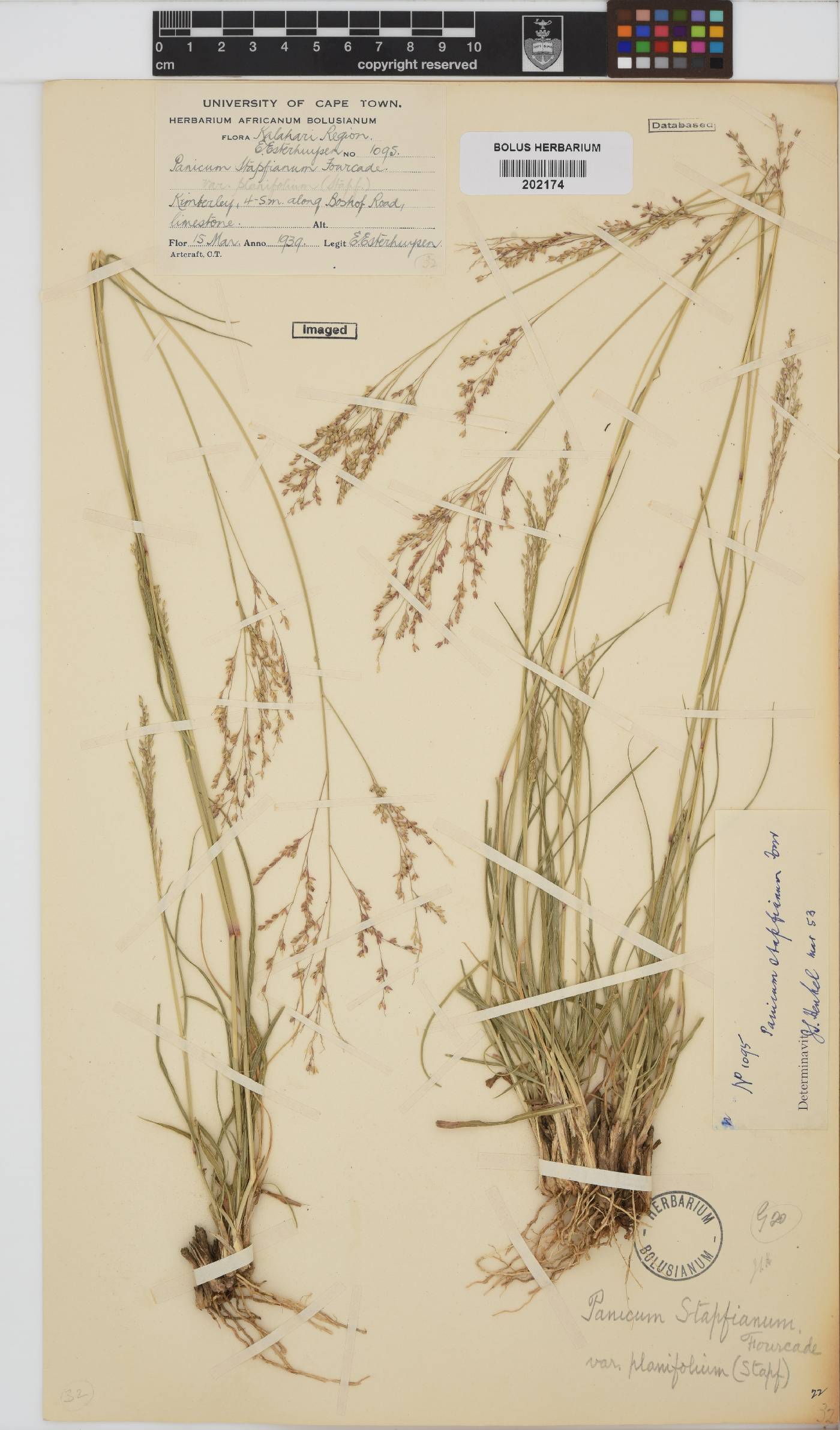 Panicum stapfianum image