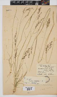 Panicum stapfianum image