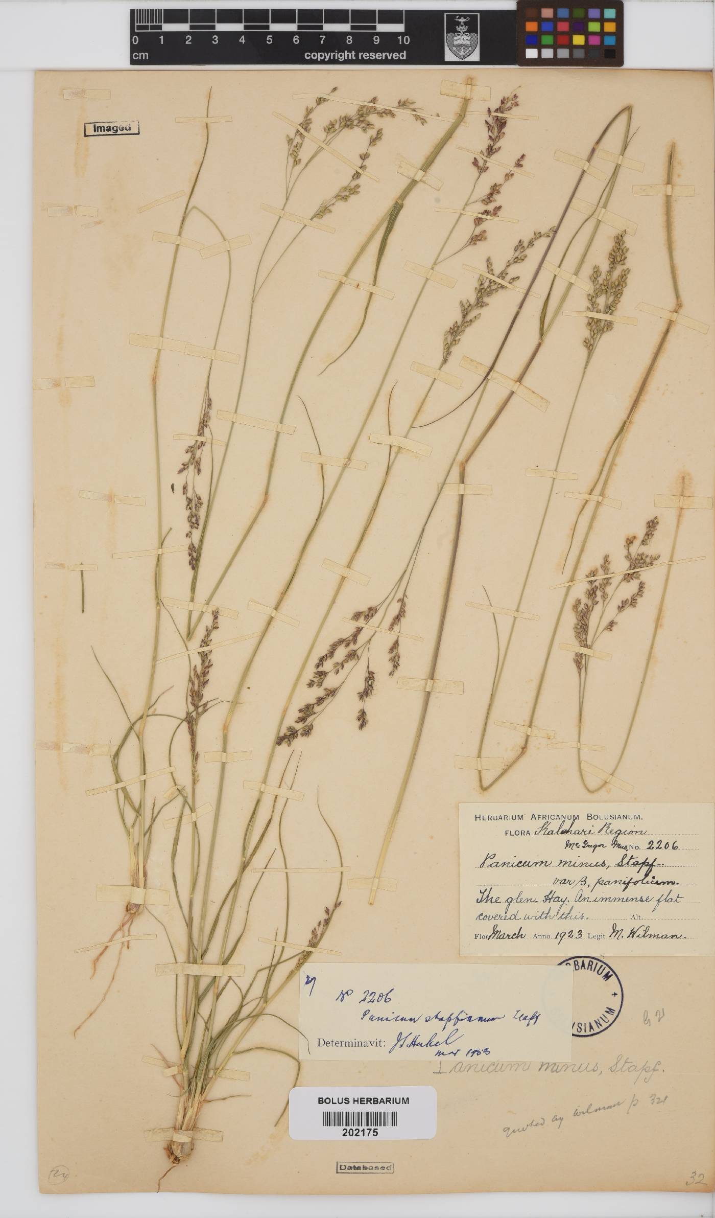 Panicum image