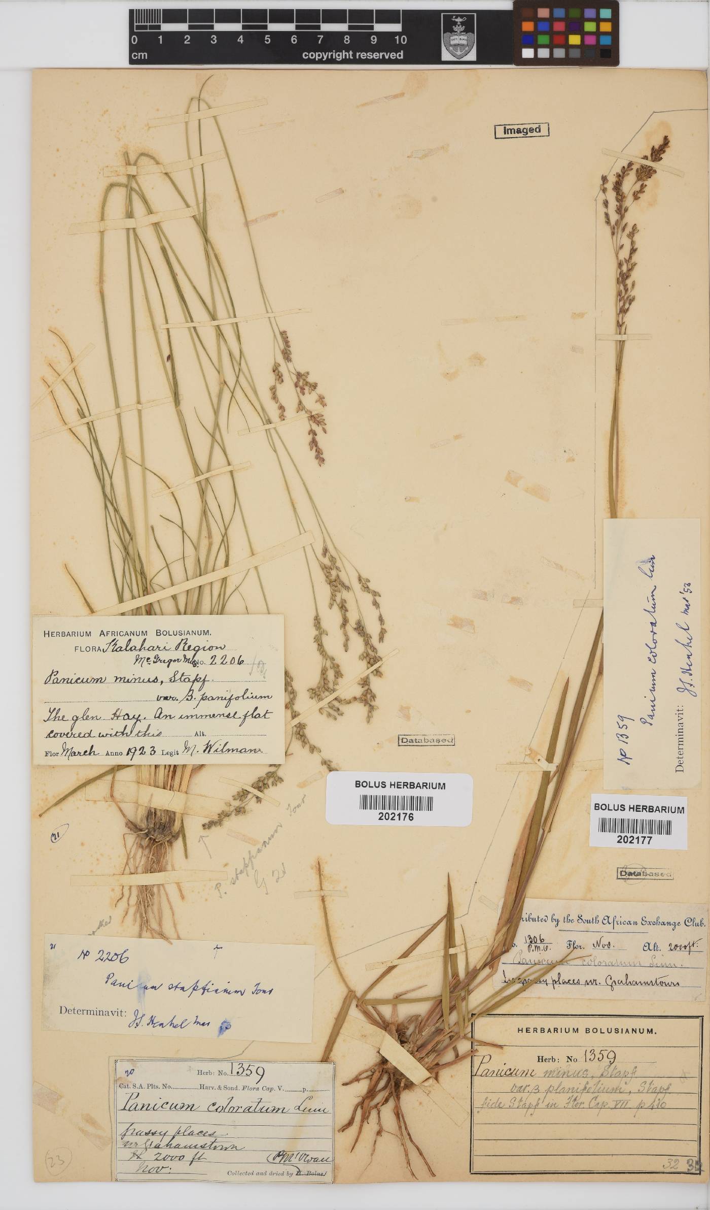 Panicum stapfianum image