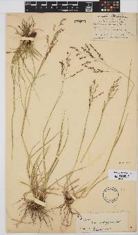 Panicum stapfianum image