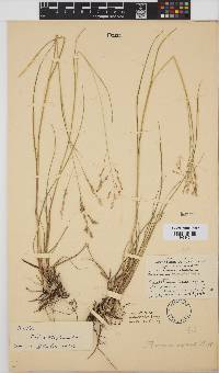 Panicum stapfianum image