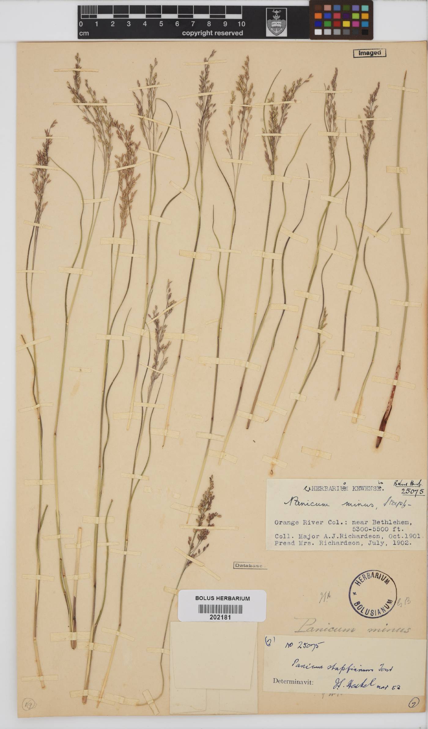 Panicum stapfianum image