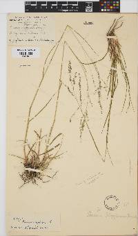 Panicum stapfianum image