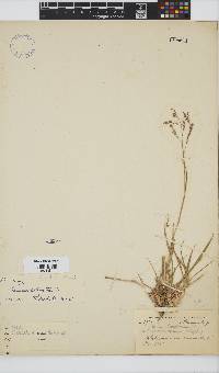 Panicum stapfianum image