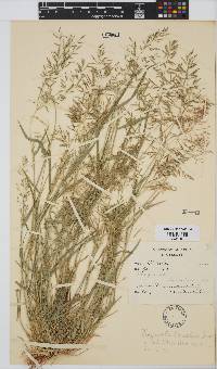 Eragrostis barrelieri image