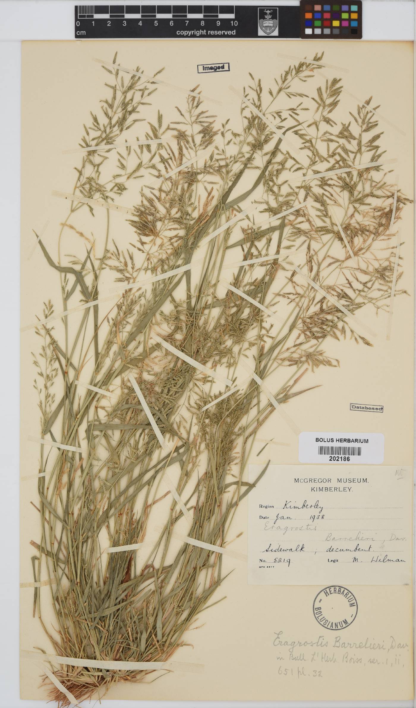 Eragrostis barrelieri image