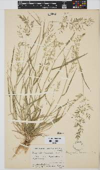 Eragrostis barrelieri image