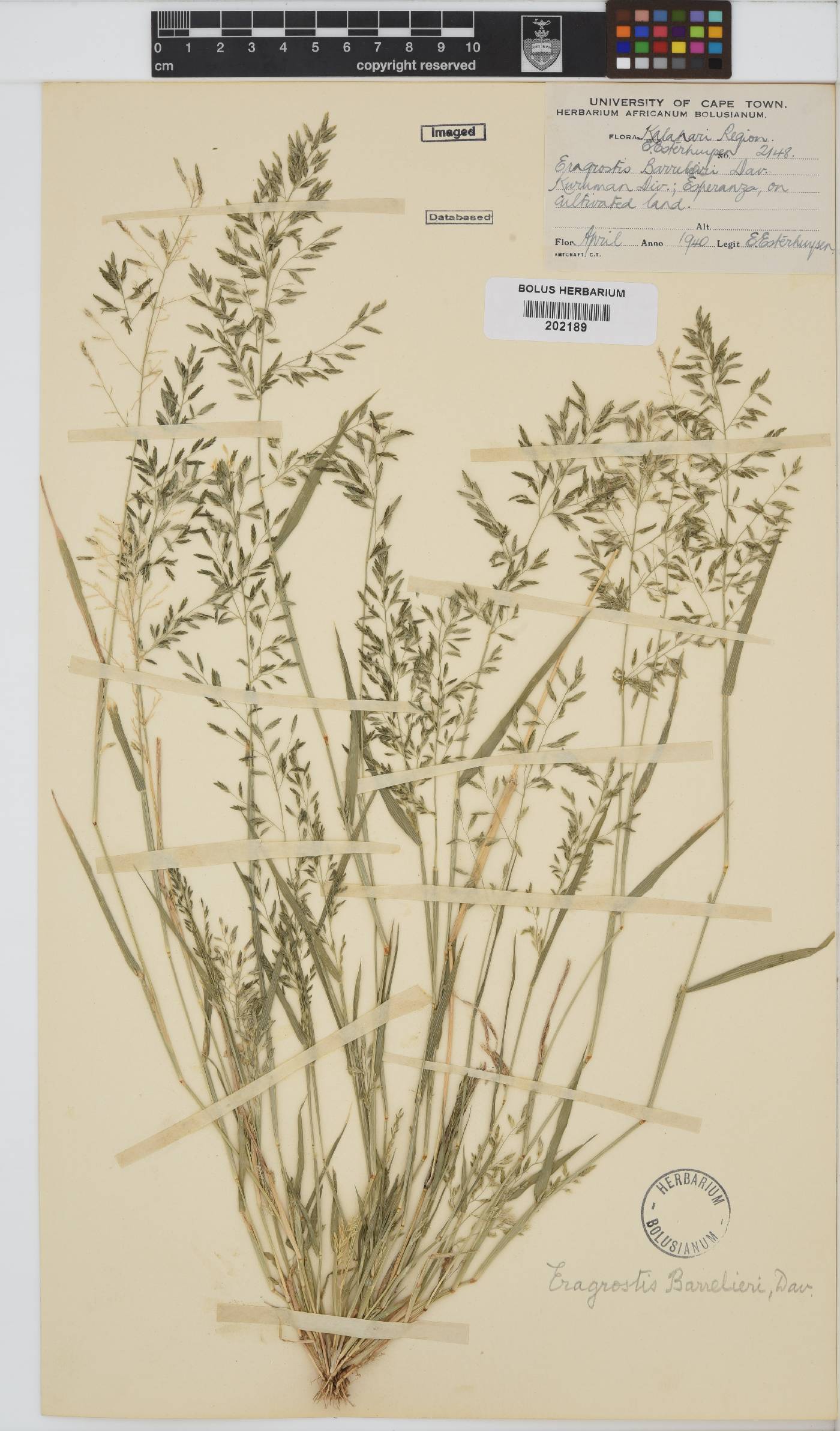 Eragrostis barrelieri image