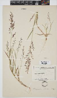 Eragrostis dinteri image