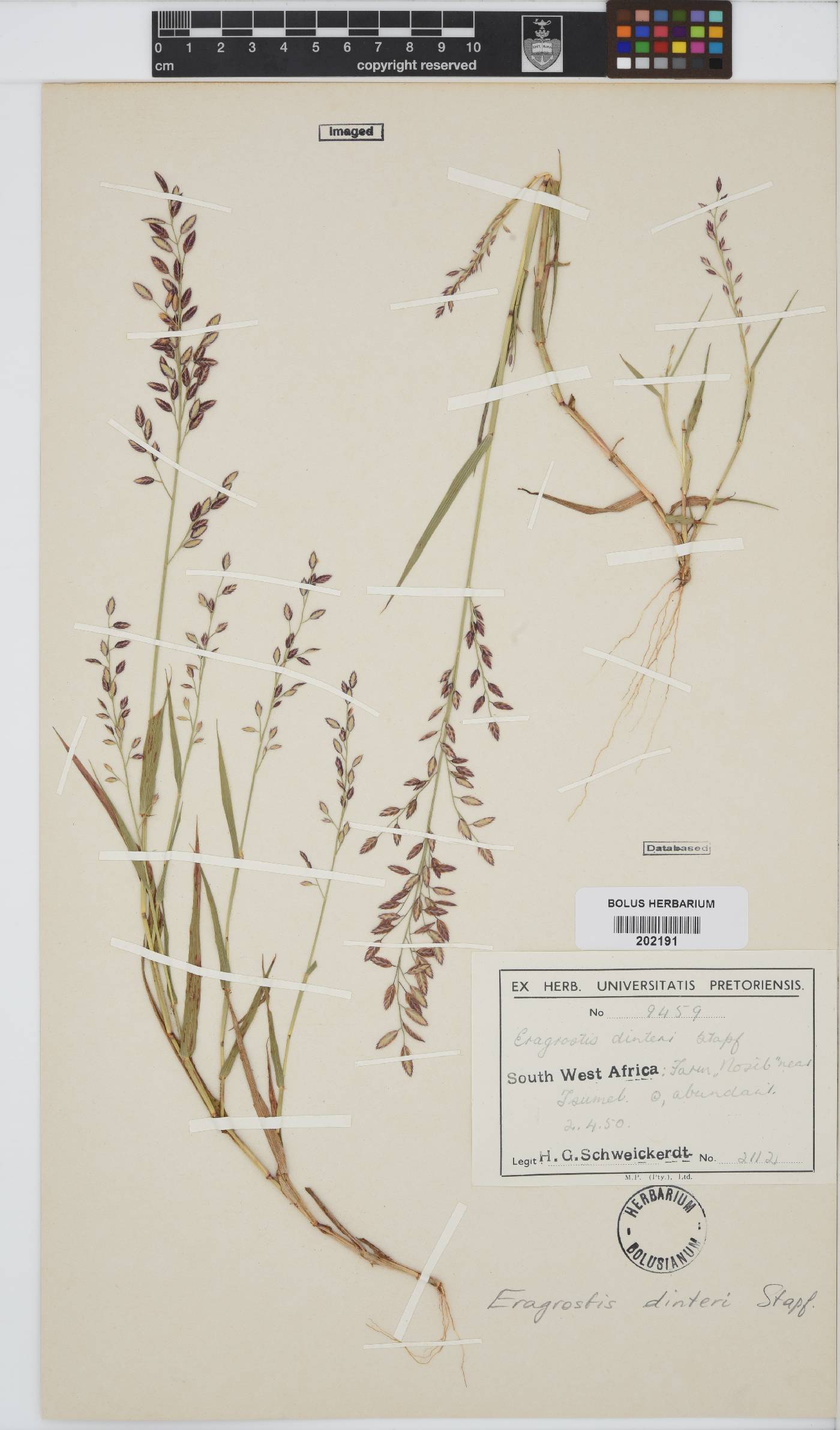 Eragrostis dinteri image