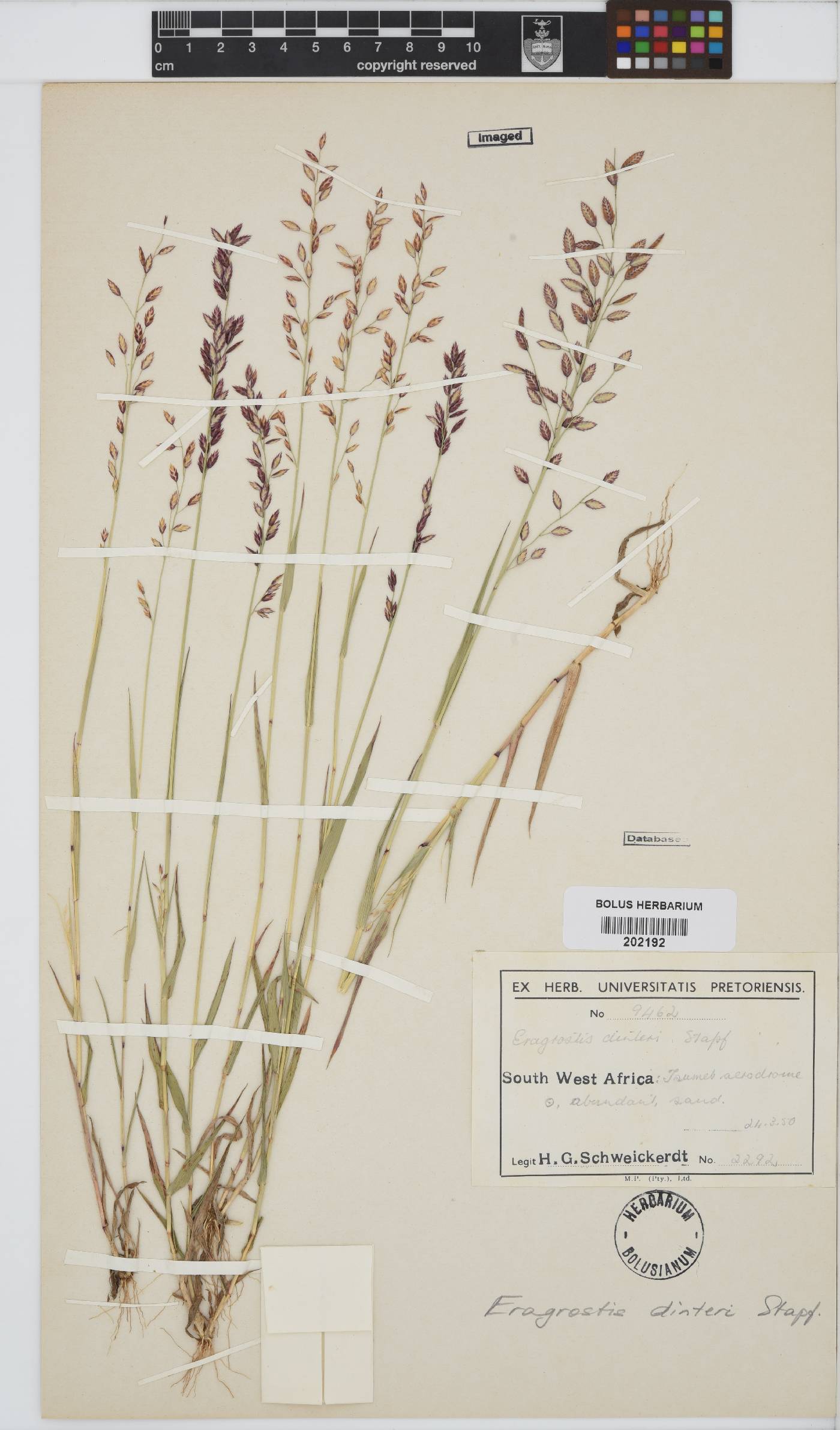 Eragrostis dinteri image