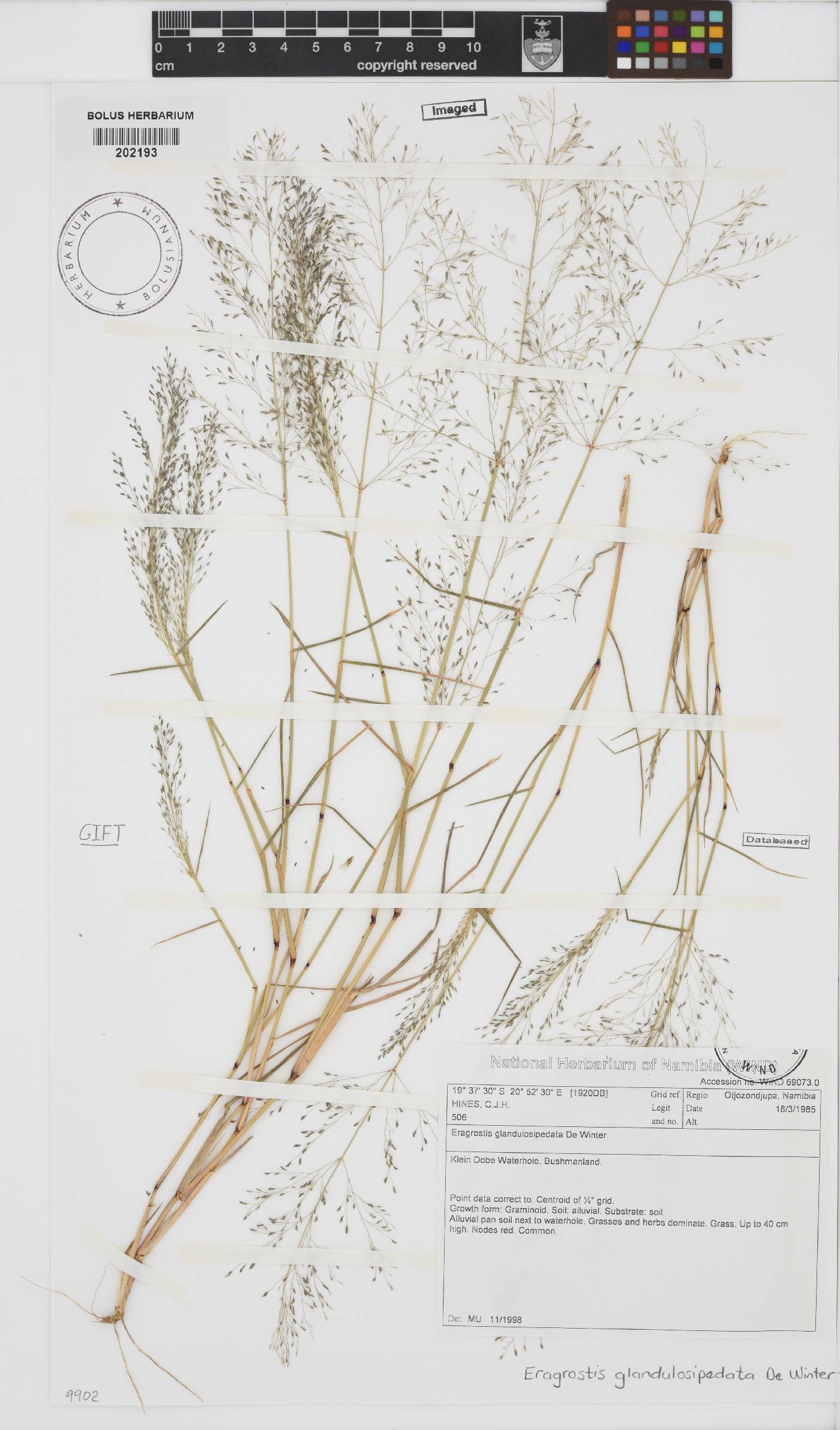 Eragrostis glandulosipedata image